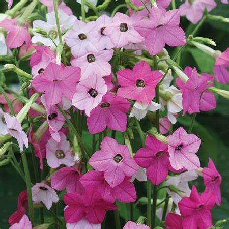Nicotiana Sensation Mixed - Pacific Northwest Seeds