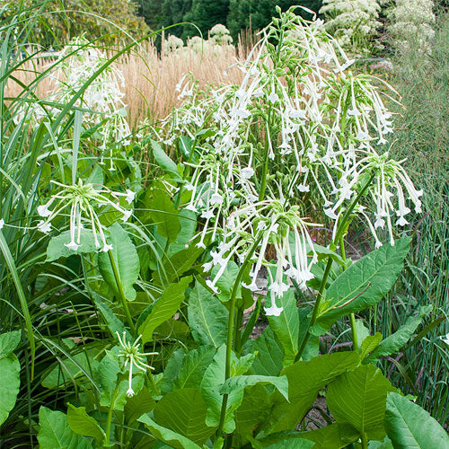 Nicotiana Sylvestris - Eagleridge Seeds