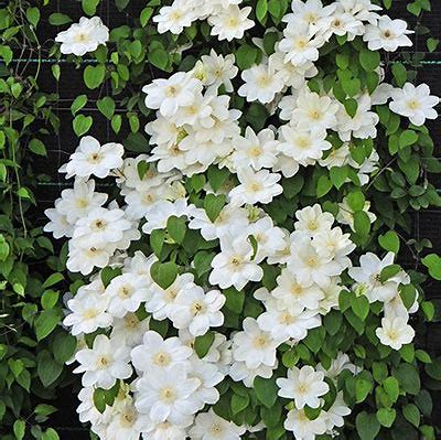 Clematis Guernsey Cream