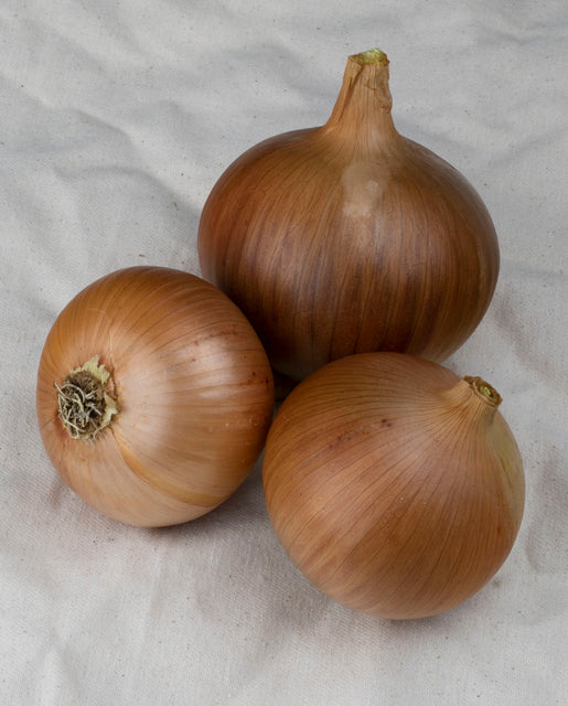 Onion Frontier - West Coast Seeds