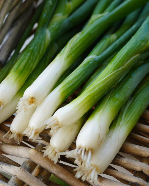 Onions Scallions Fukagawa - West Coast Seeds