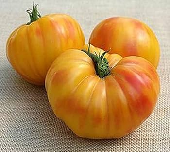 Tomato Oaxacan Jewel - Eagleridge Seeds
