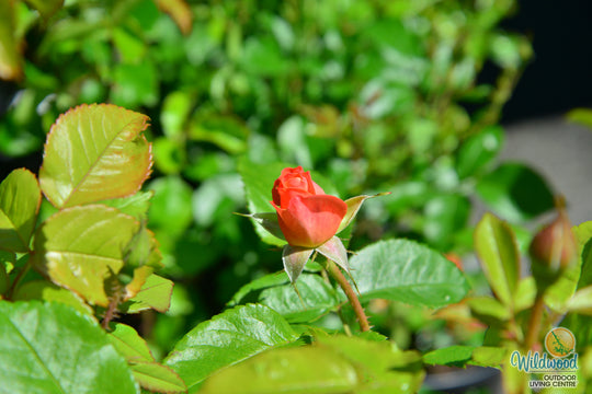 Orange Glow Knock Out - Star Roses and Plants