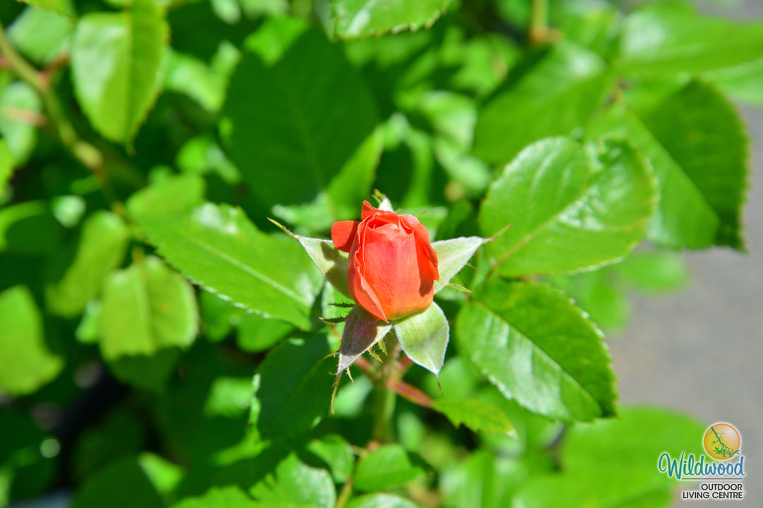 Orange Glow Knock Out - Star Roses and Plants