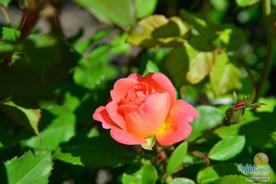 Orange Glow Knock Out - Star Roses and Plants