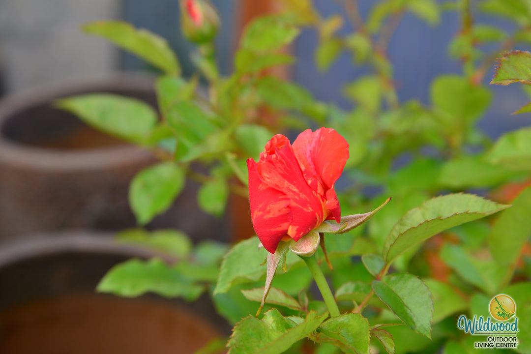 Orange Glow Knock Out - Star Roses and Plants