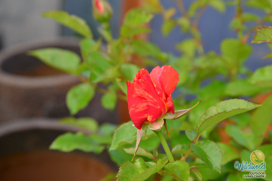 Orange Glow Knock Out - Star Roses and Plants