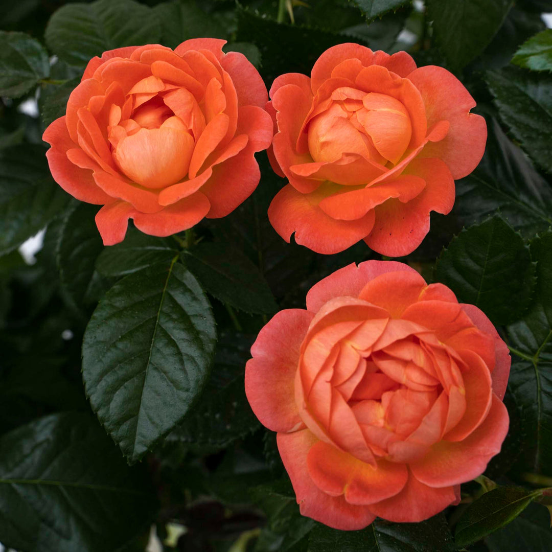 Orange Glow Knock Out - Star Roses and Plants