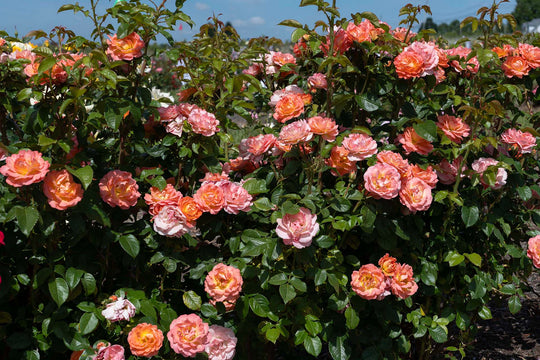 Orange Glow Knock Out - Star Roses and Plants