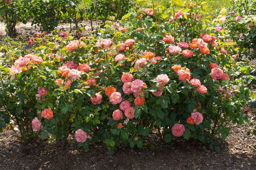 Orange Glow Knock Out - Star Roses and Plants