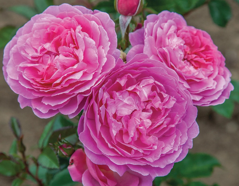 Orchid Romance™ - Star Roses and Plants