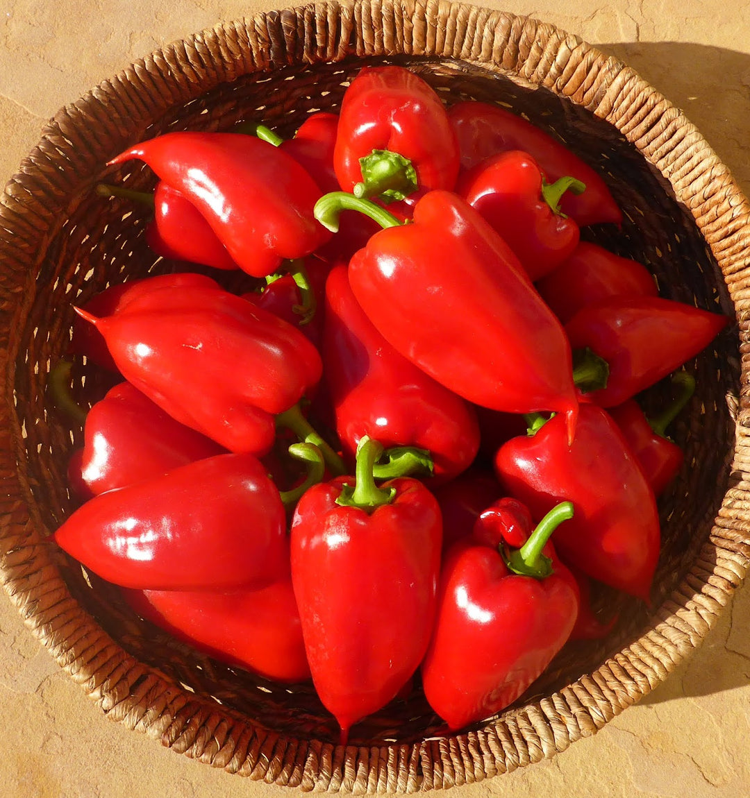 Pepper Odessa Market - Eagleridge Seeds