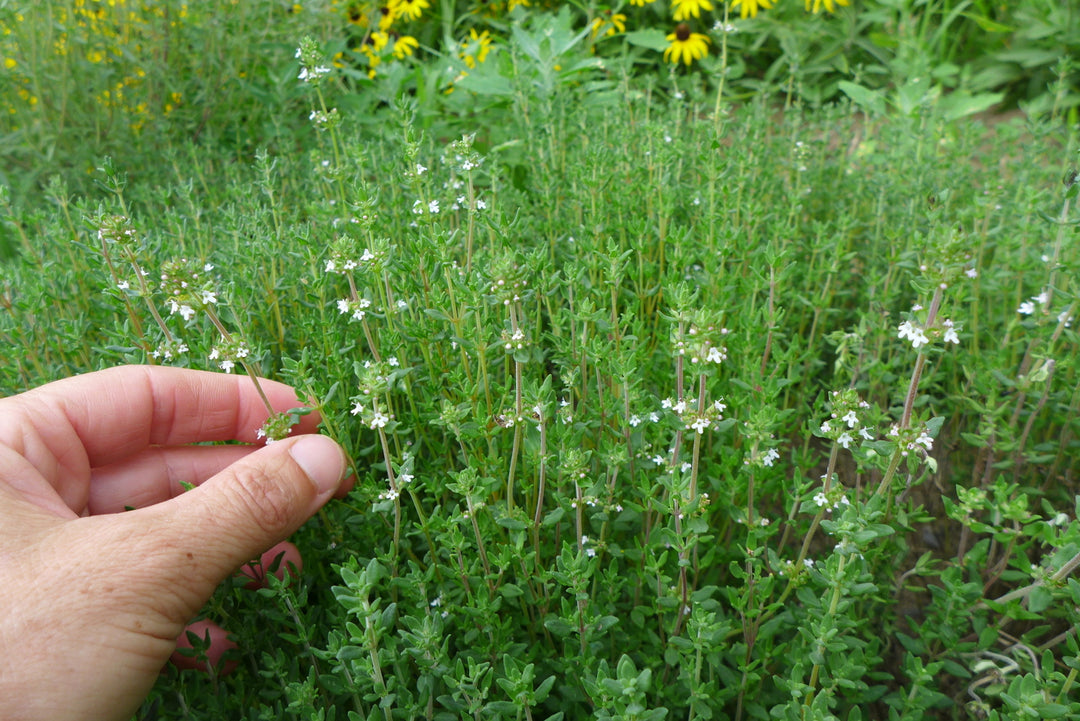 Thyme English Winter - Pacific Northwest Seeds
