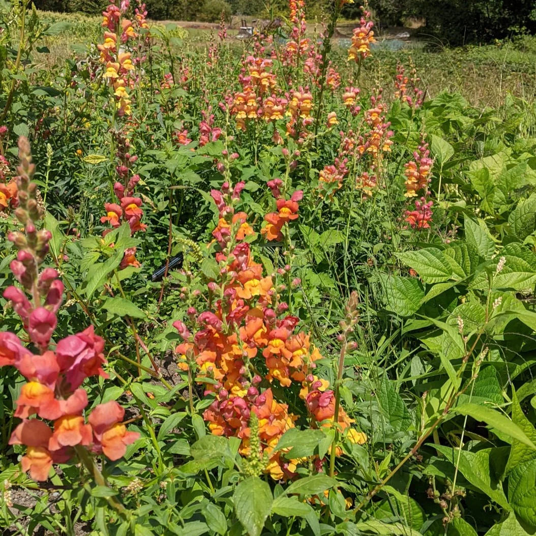 Snapdragon Orange Wonder - Saanich Organics