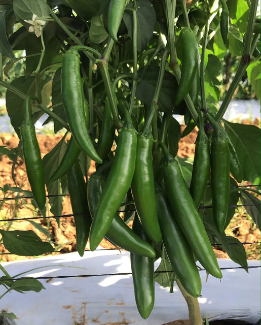 Pepper Pathfinder - West Coast Seeds