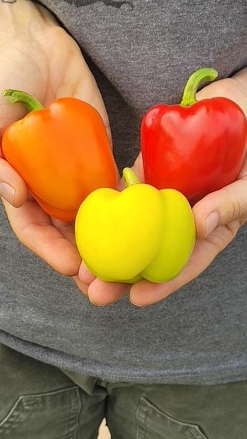 Pepper Prism - West Coast Seeds