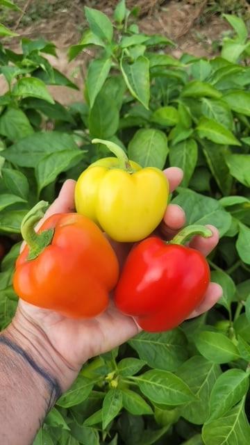 Pepper Prism - West Coast Seeds