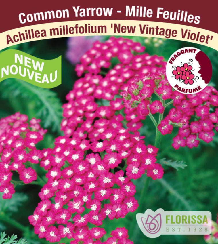 Yarrow - 'New Vintage Violet' 1 Pack