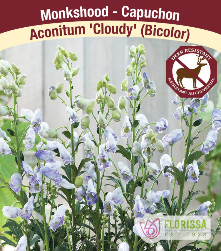 Monkshood - 'Cloudy', 1 Pack