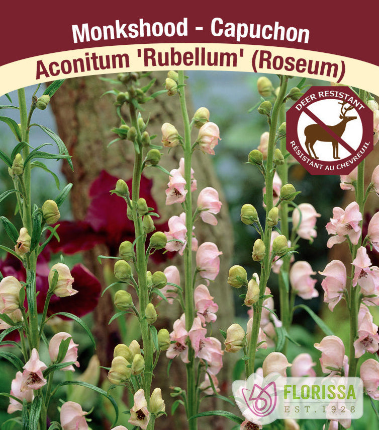 Monkshood - 'Rubellum' (Roseum), 1 Pack