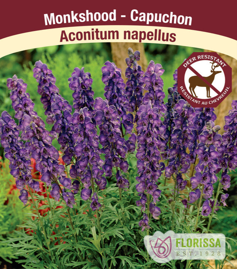 Monkshood - Aconitum napellus, 1 Pack