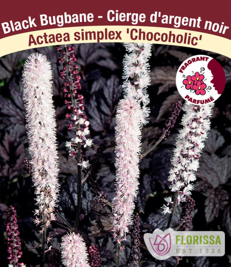 Bugbane - 'Chocoholic', 1 pack