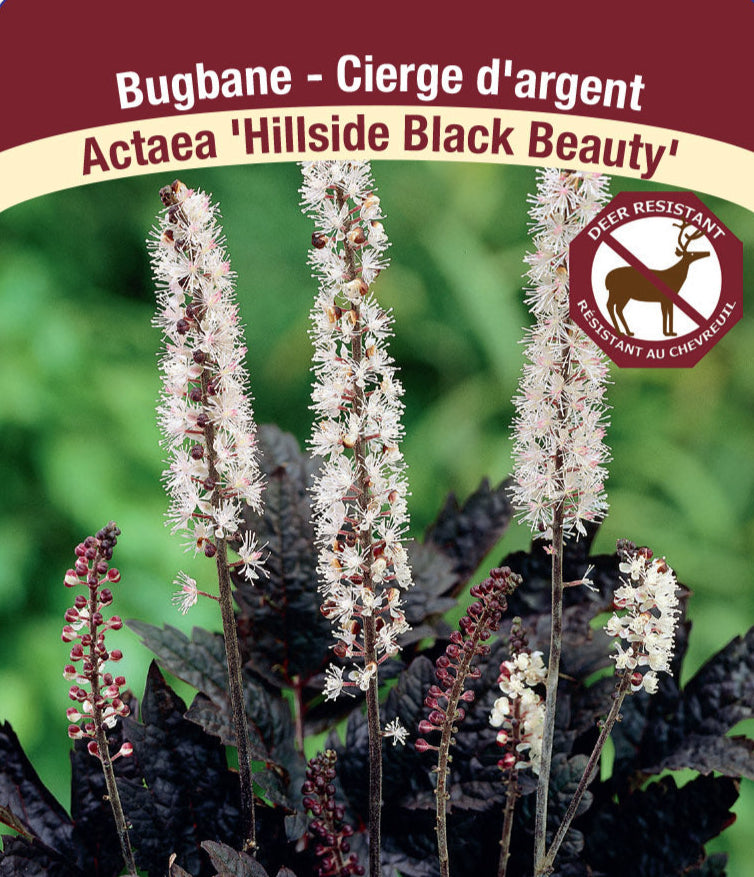 Bugbane - Hillside Black Beauty, 1 Pack