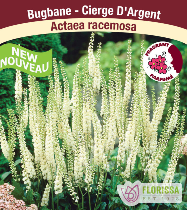 Bugbane - Actaea racemosa, 1 Pack