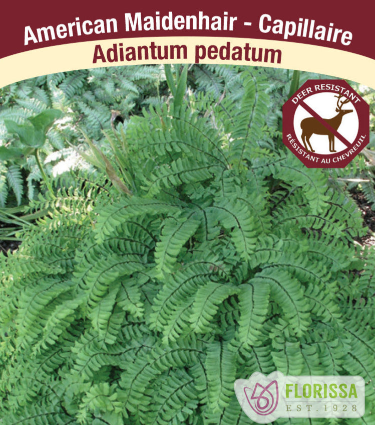 Maidenhair Fern - Adiantum pedatum, 1 Pack