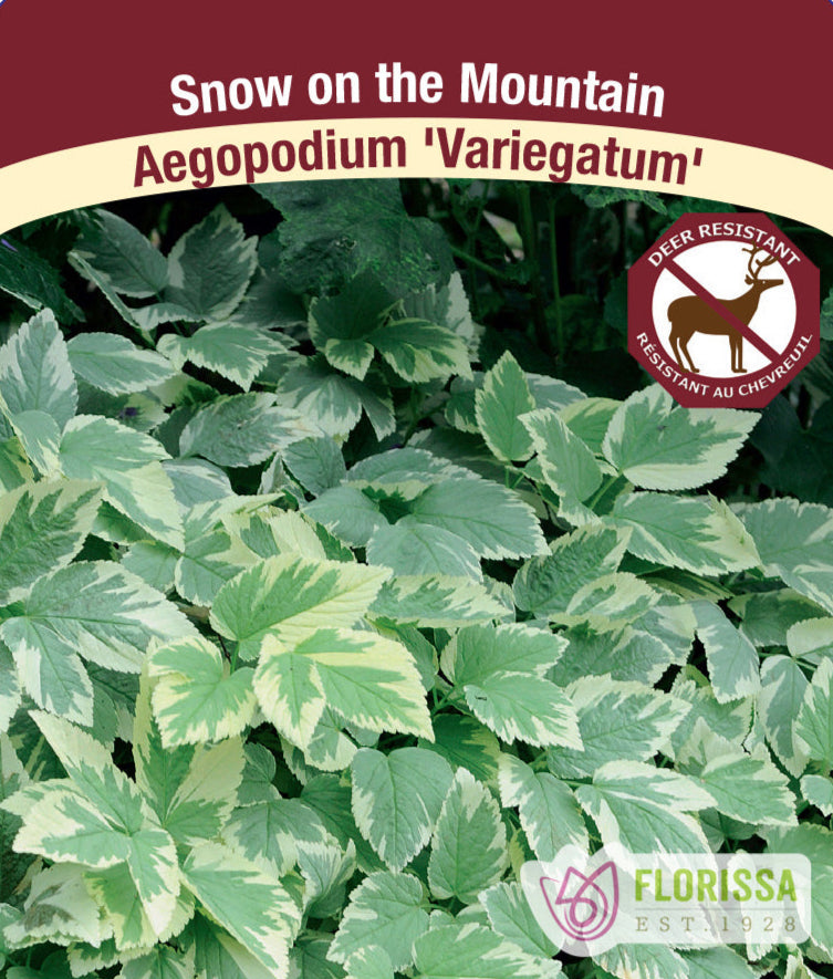 Aegopodium podagraria Variegatum - Snow on the Mountain - 1 Pack