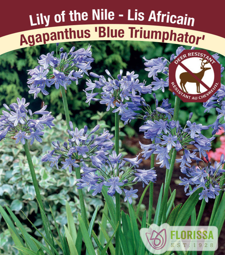 Agapanthus - Blue Triumphator - Lily of the Nile, 1 Pack