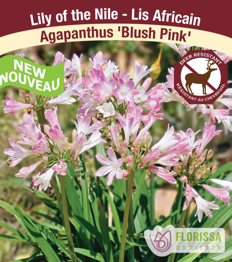 Lily Of The Nile - Blush Pink