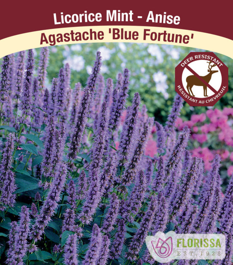 Agastache - Blue Fortune - Lily of Nile, 1 Pack