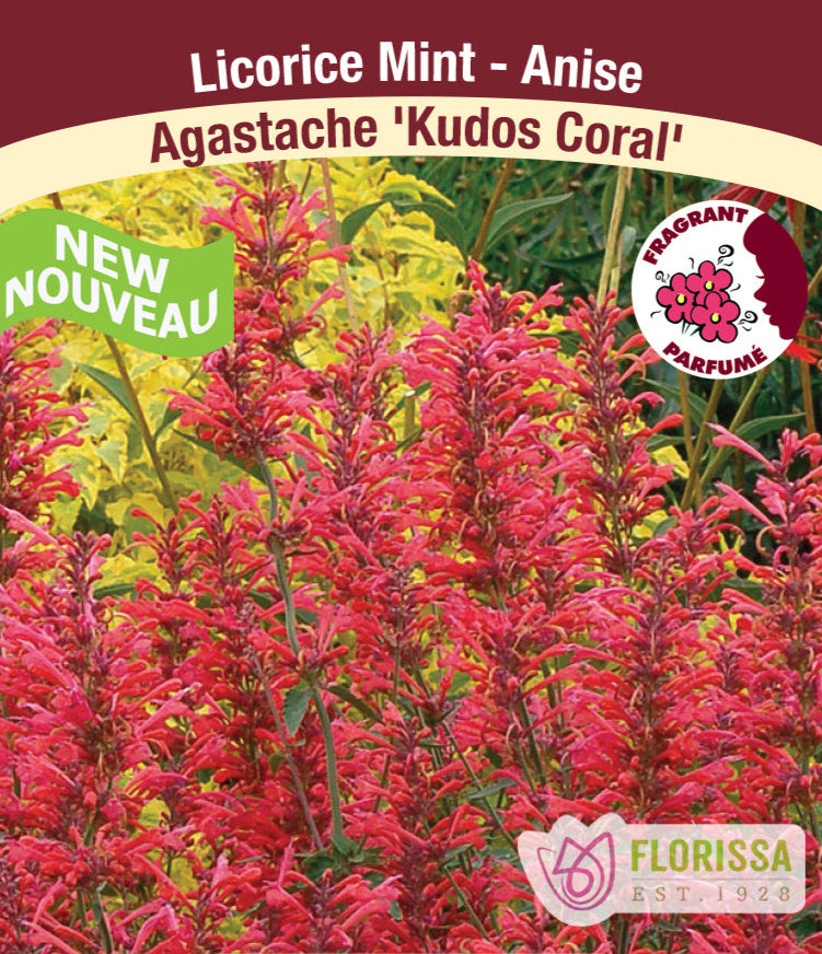 Agastache - Kudos Coral - Lily Of Nile, 1 Pack