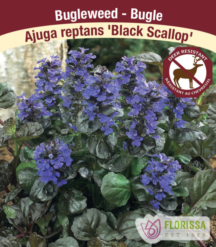 Bugleweed - Ajuga reptans Black Scallop, 1 Pack