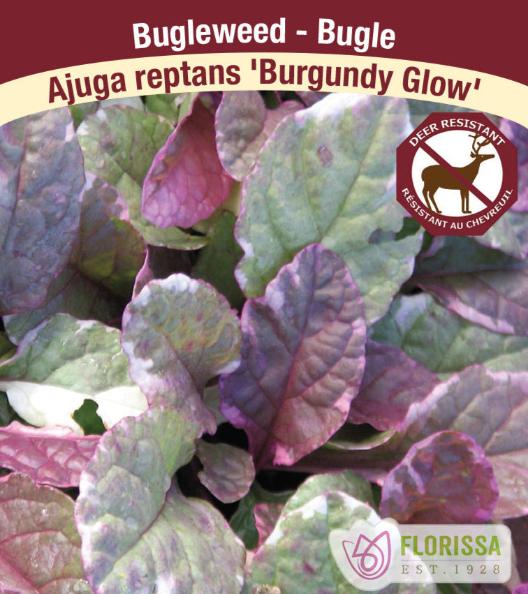Bugleweed - Ajuga reptans Burgundy Glow, 1 Pack