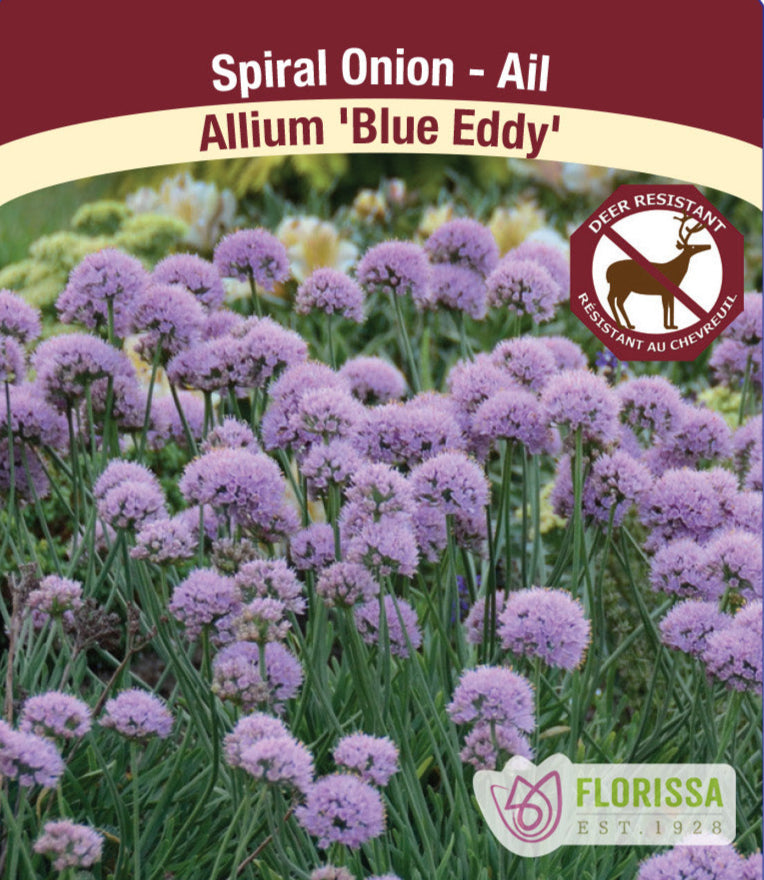 Allium - Blue Eddy, 1 Pack