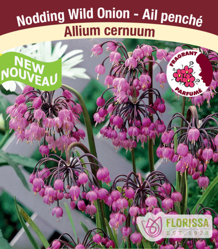 Allium - cernuum, 1 Pack