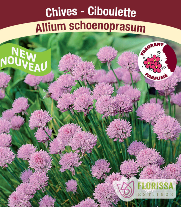 Allium - schoenoprasum, 1 Pack