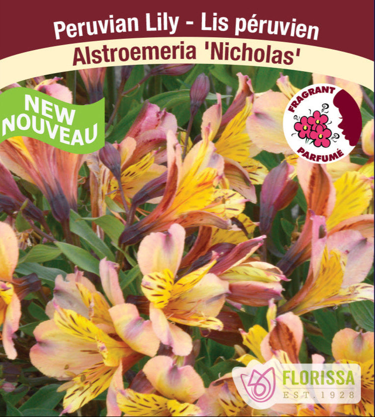 Alstroemeria - Nicholas, 1 Pack