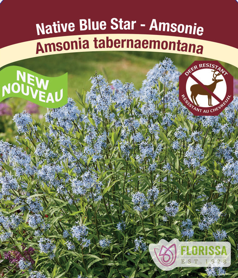 Amsonia tabernaemontana - Threadleaf Blue Star, 1 Pack