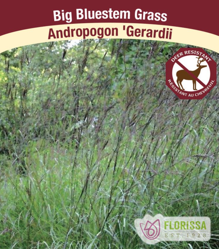 Andropogon - Andropogon Geradii, 1 Pack