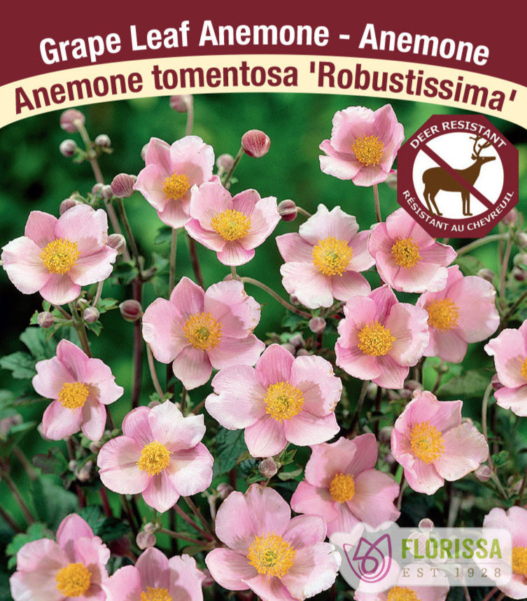 Anemone - Robustissima, 1 Pack
