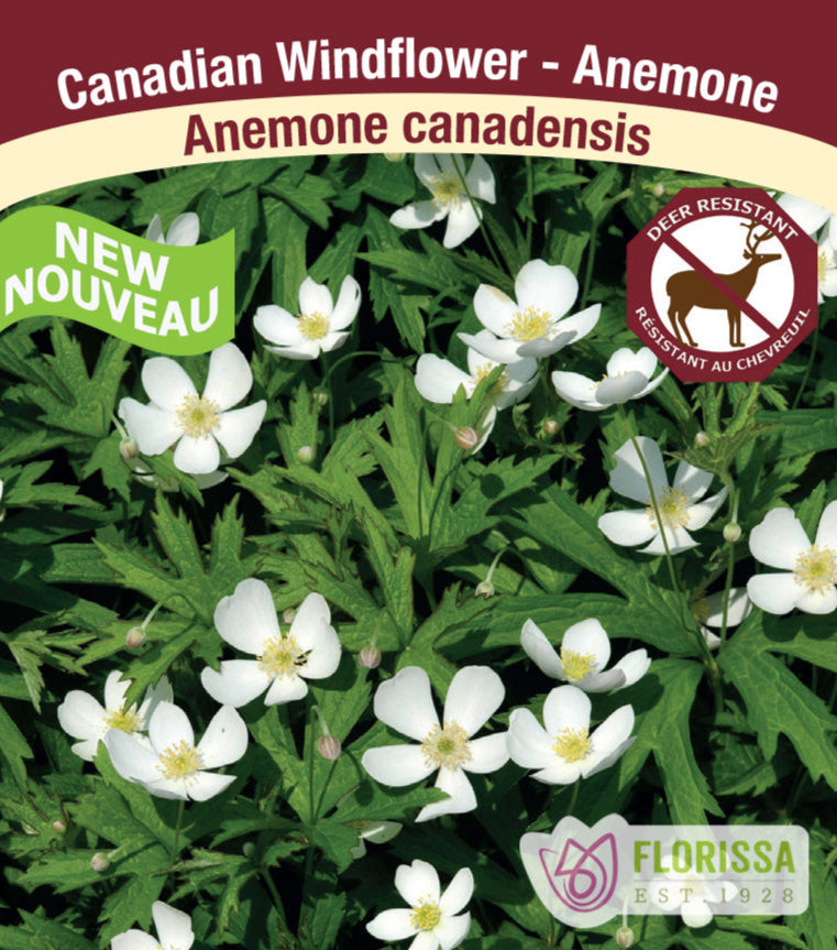 Anemone - Canadensis, 1 Pack