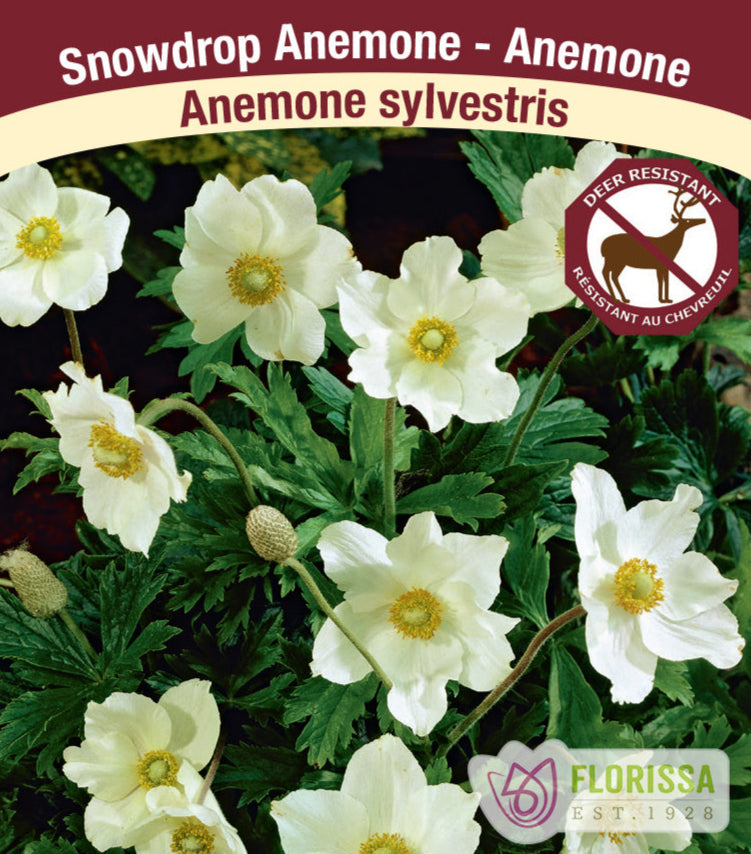 Anemone - Sylvestris, 1 Pack
