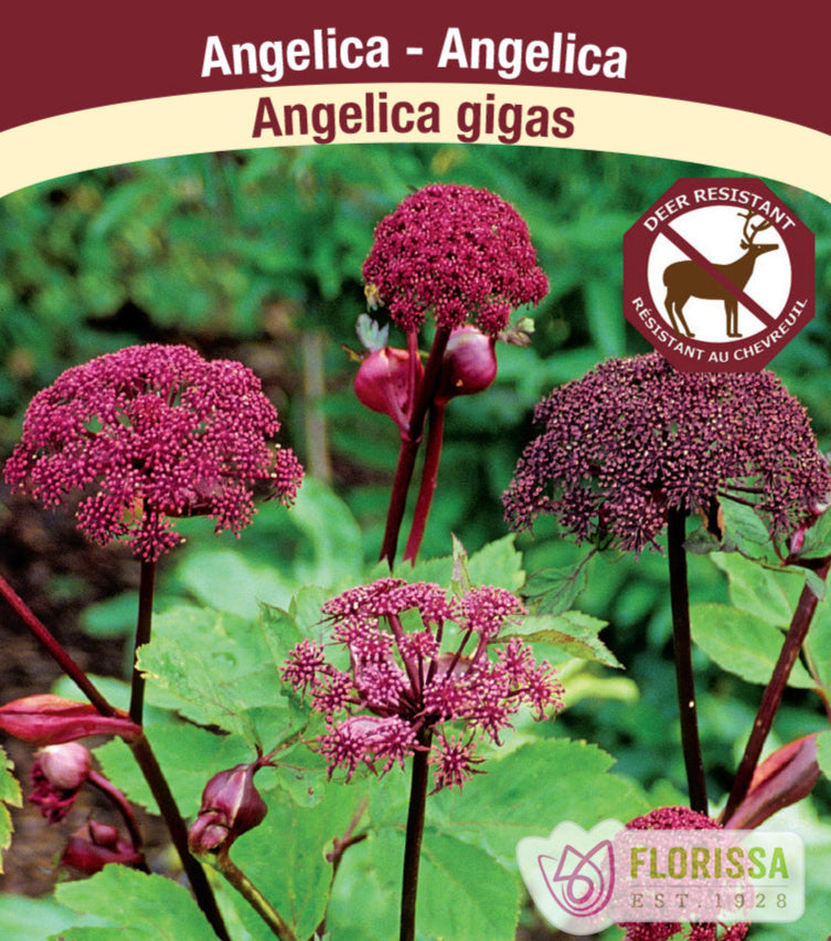 Angelica gigas, 1 Pack
