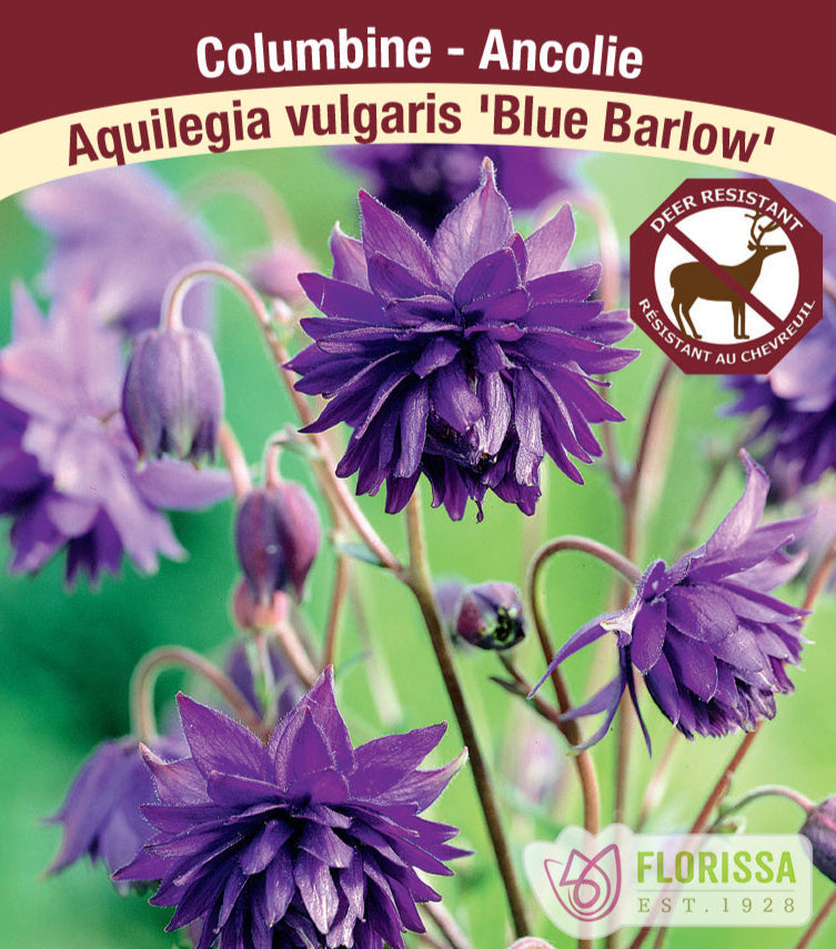 Columbine – Blue Barlow, 1 Pack