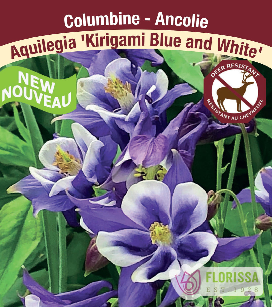 Columbine - ‘Kirigami Blue and White’, 1 Pack