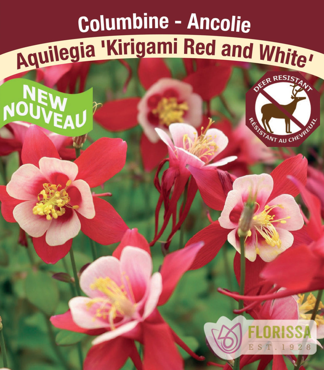 Columbine – ‘Kirigami Red and White’, 1 Pack