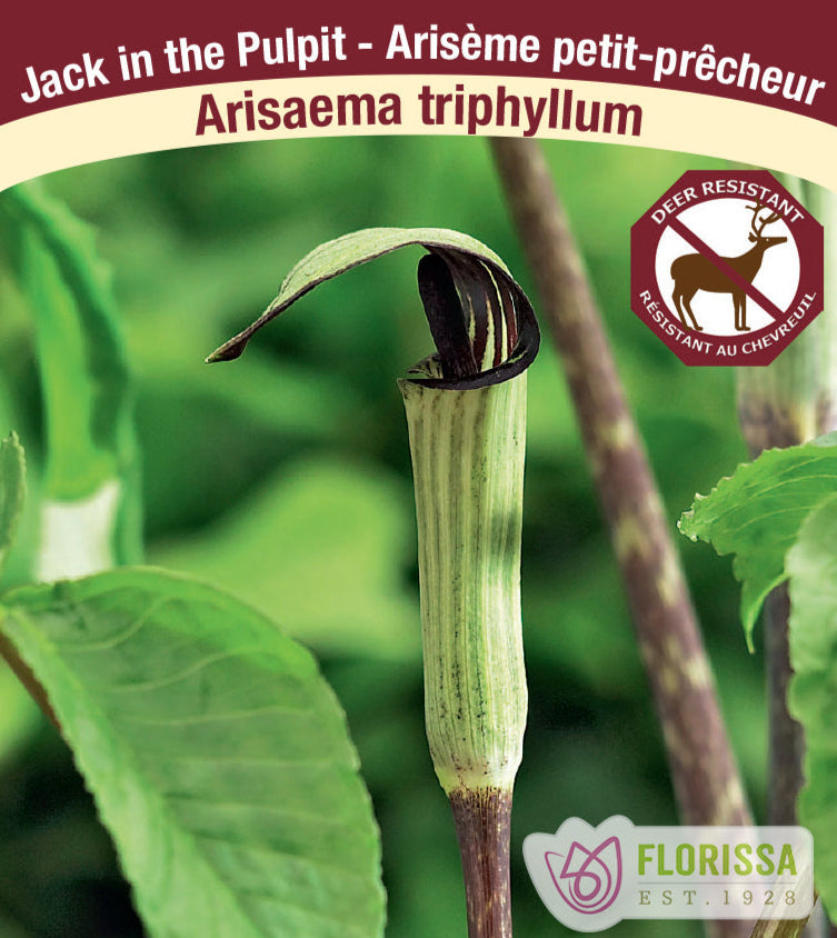Arisaema triphyllum - Jack in the Pulpit, 1 pack
